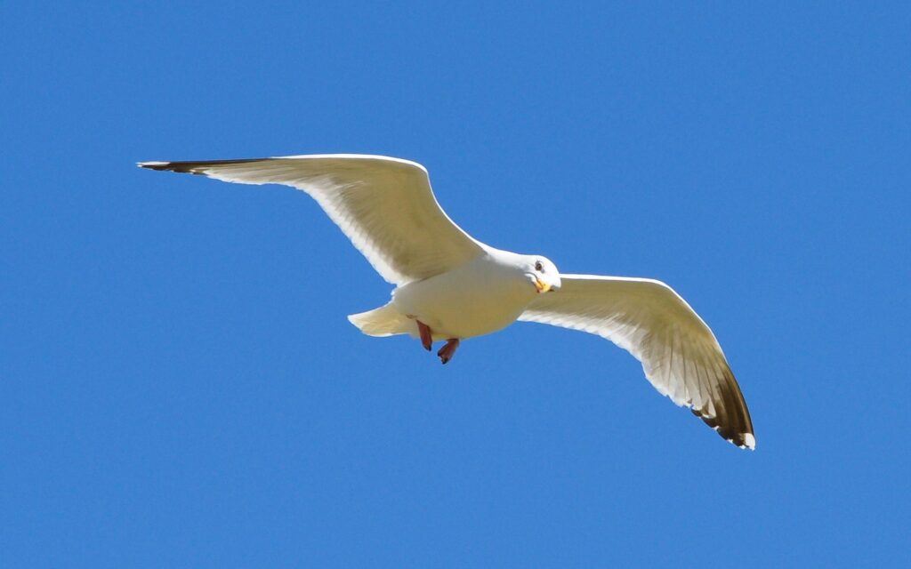 Animals Gull, desk 4K wallpapers nr by BigKer