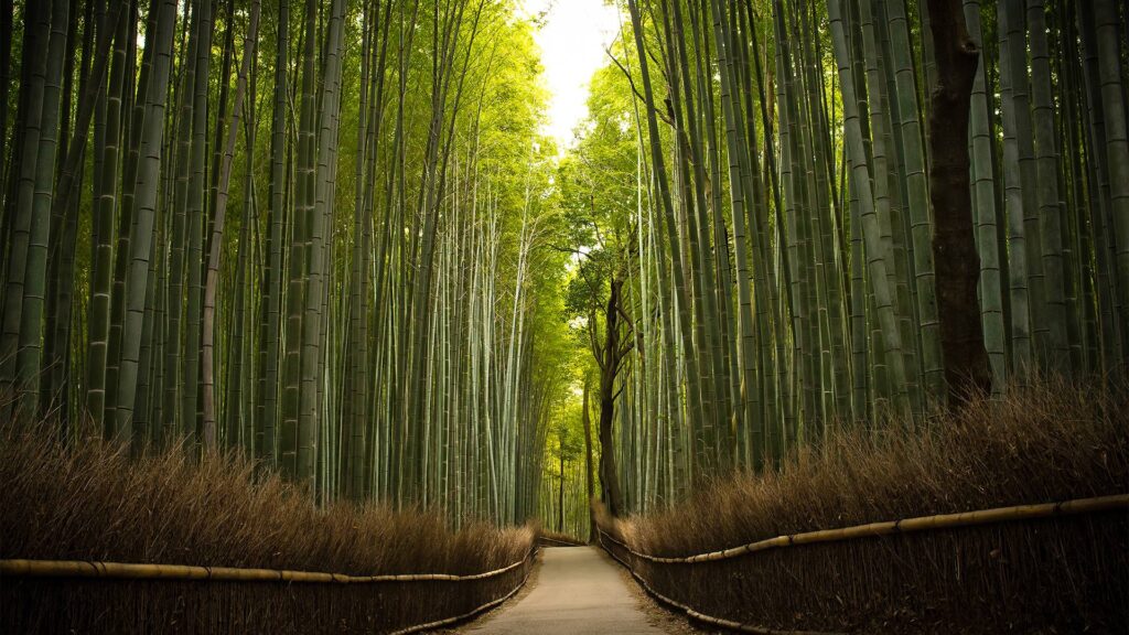 Best Bamboo Wallpapers on HipWallpapers