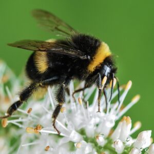 Bumblebee Insect