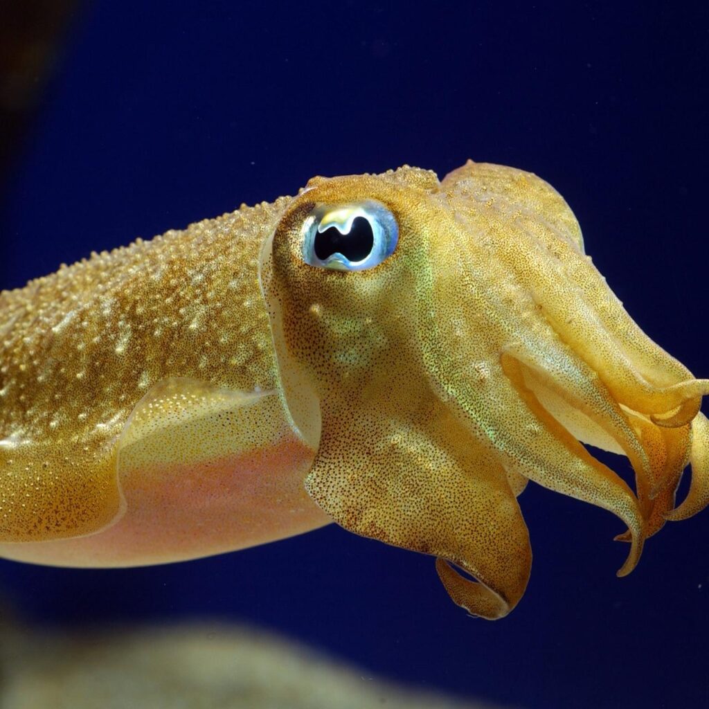 Download wallpapers cuttlefish, underwater, swim