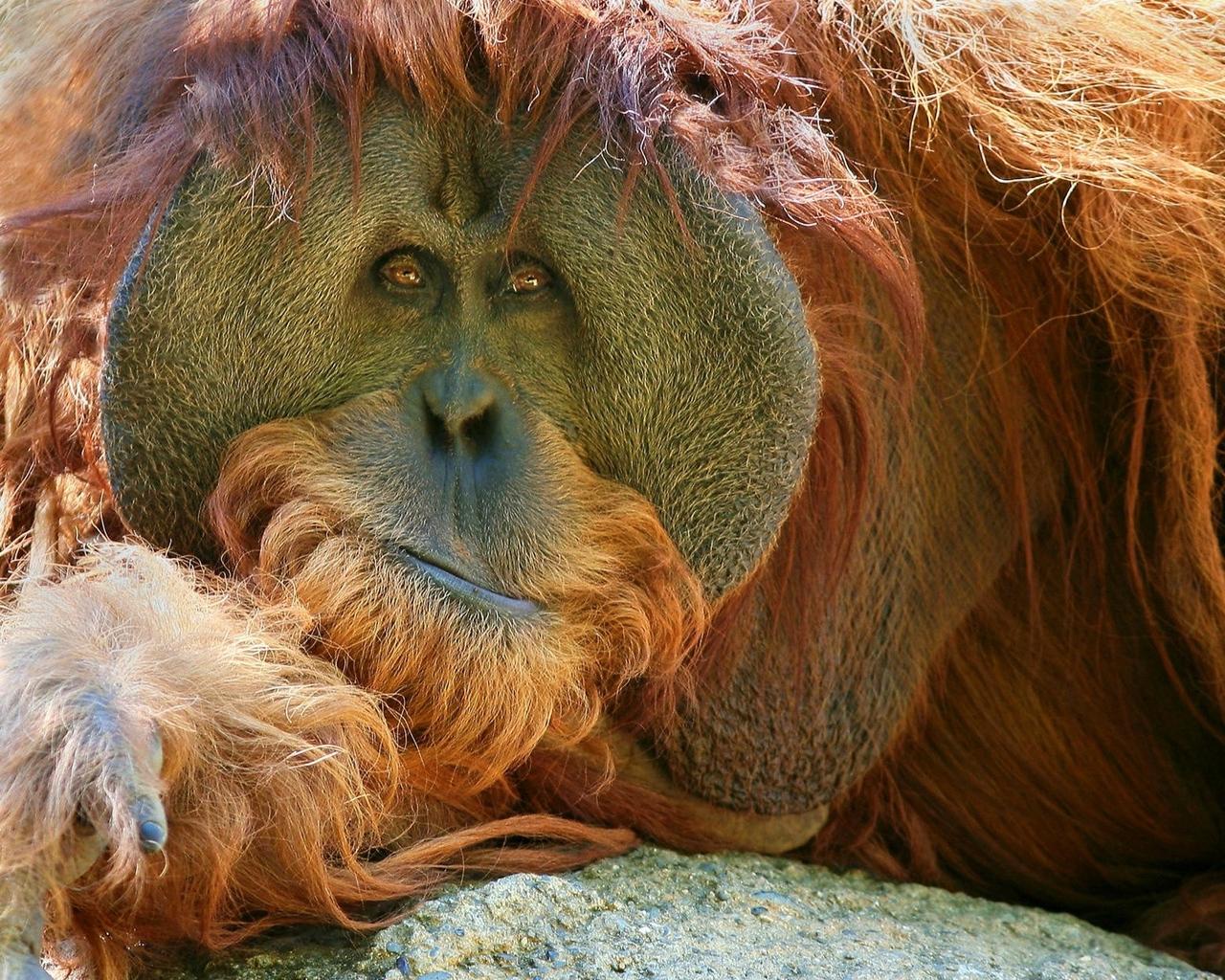Download wallpapers orangutan, monkey, pensive standard