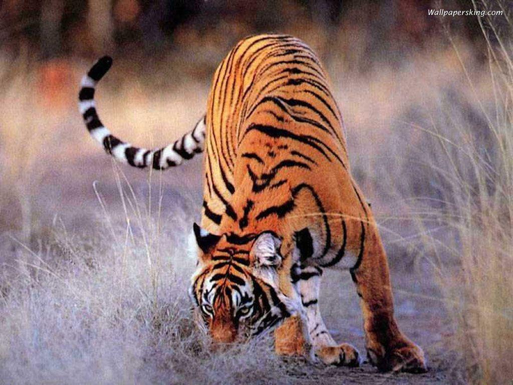 Tiger Wallpapers Backgrounds HD