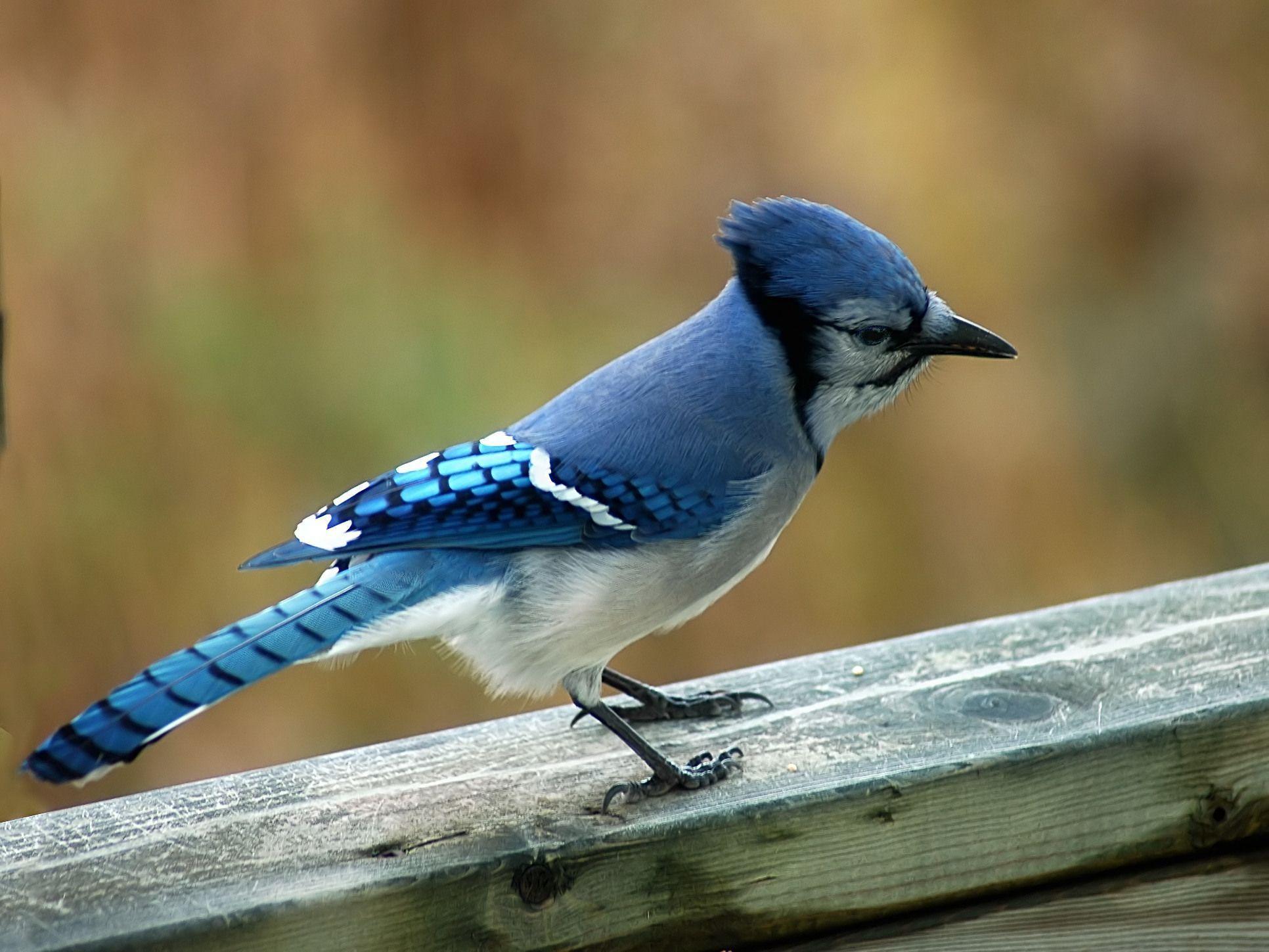 Image For > Bluejay Bird Pictures