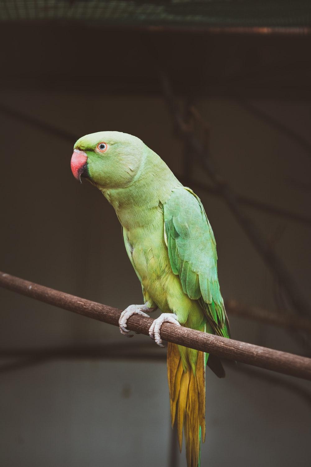 Parrot Pictures