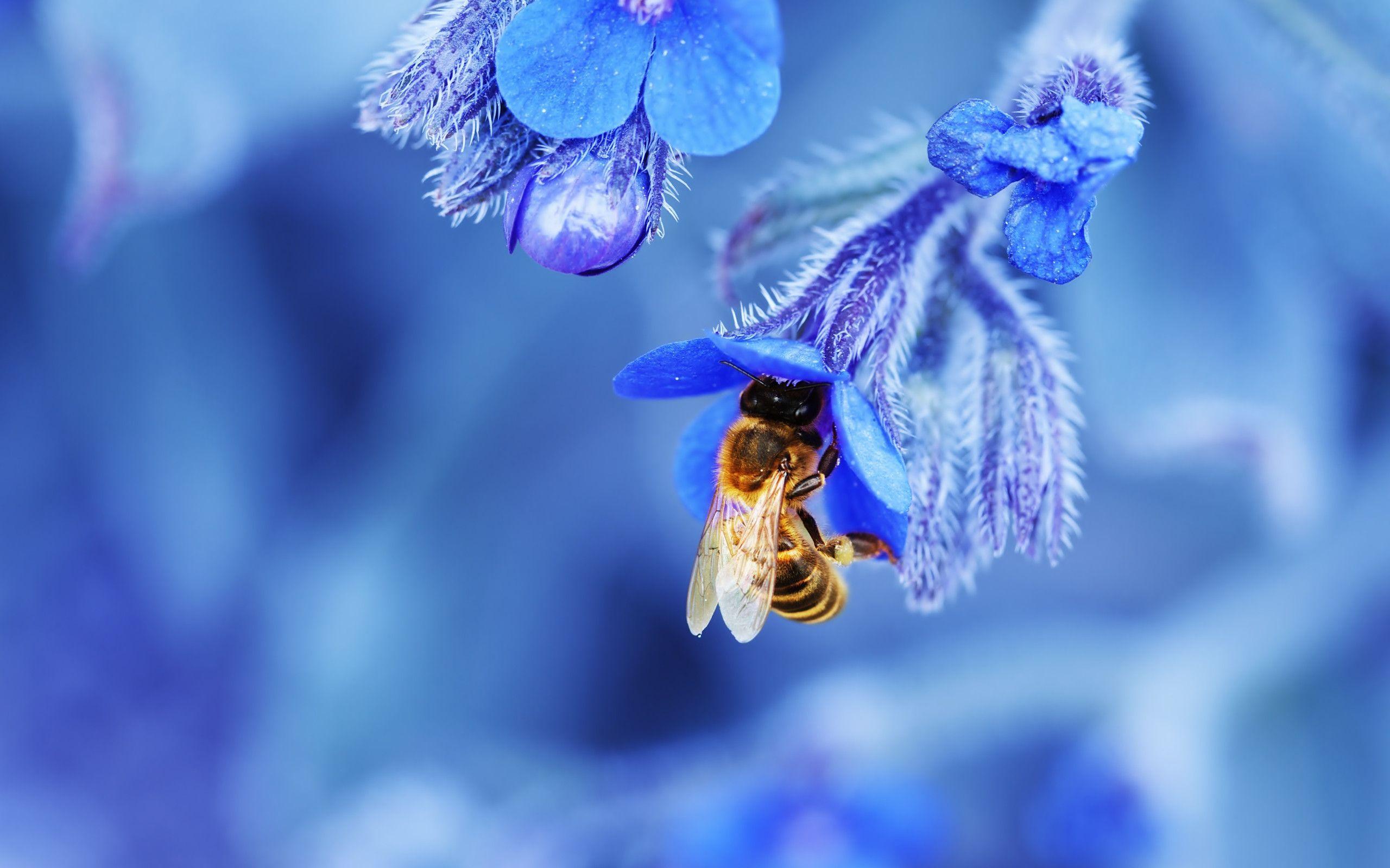 4K Bee Wallpapers New 2K Wallpaper For Photos Free Download