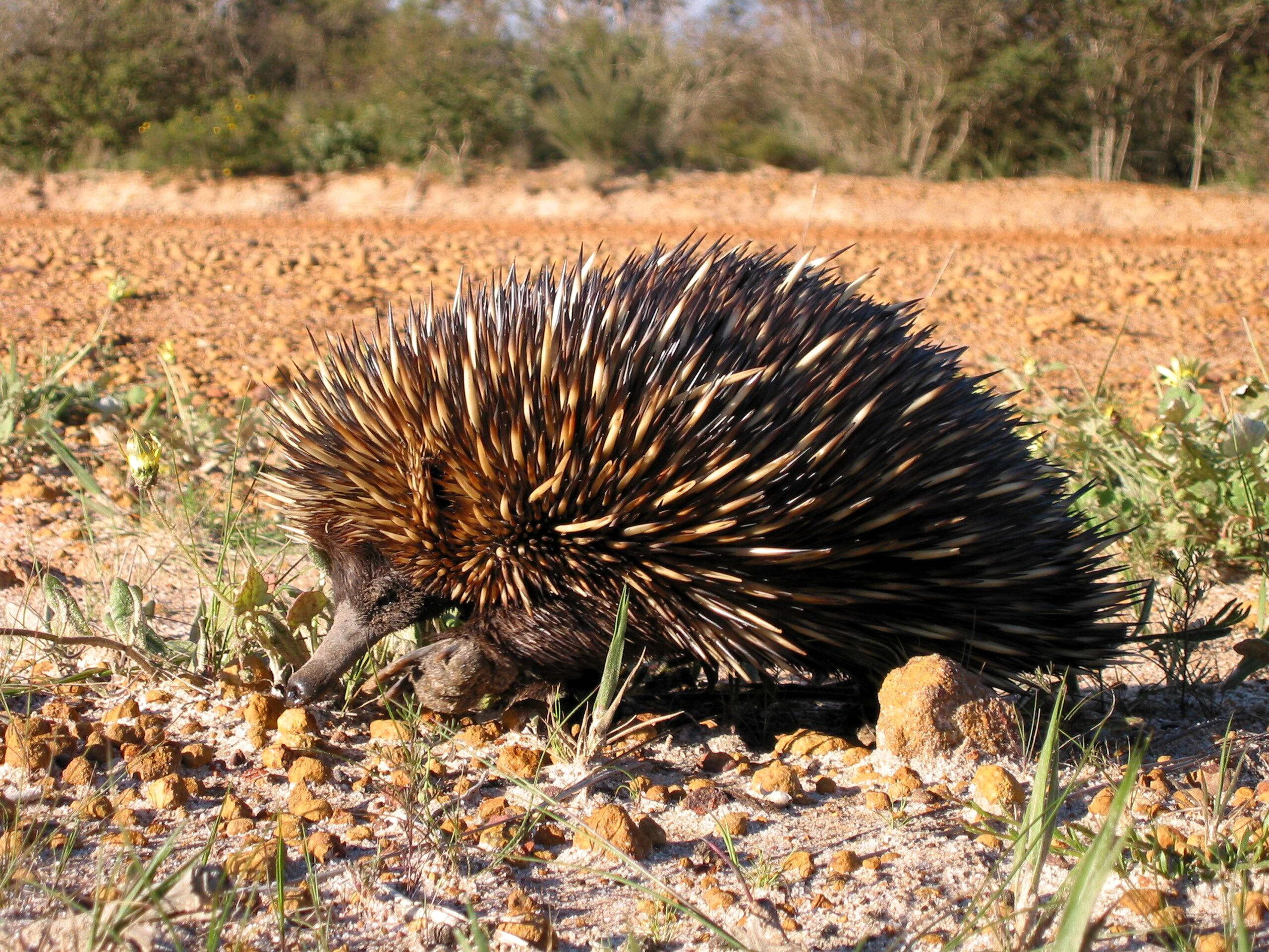 Free picture echidna, spiny, anteater, animal