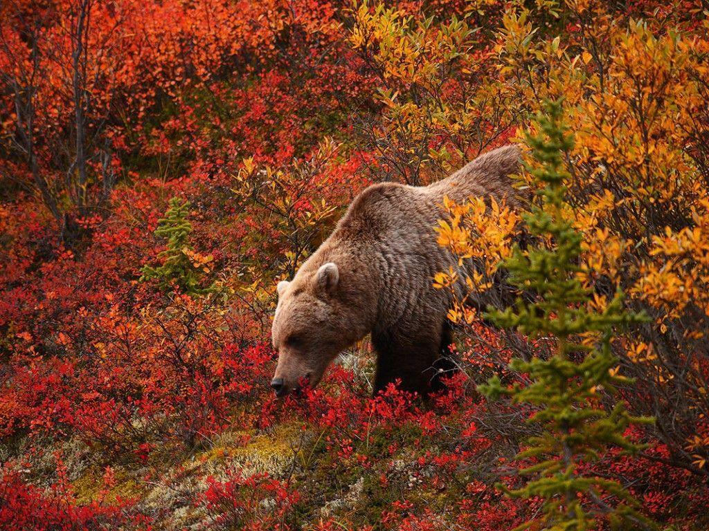 Pix For – 2K Grizzly Bear Wallpapers