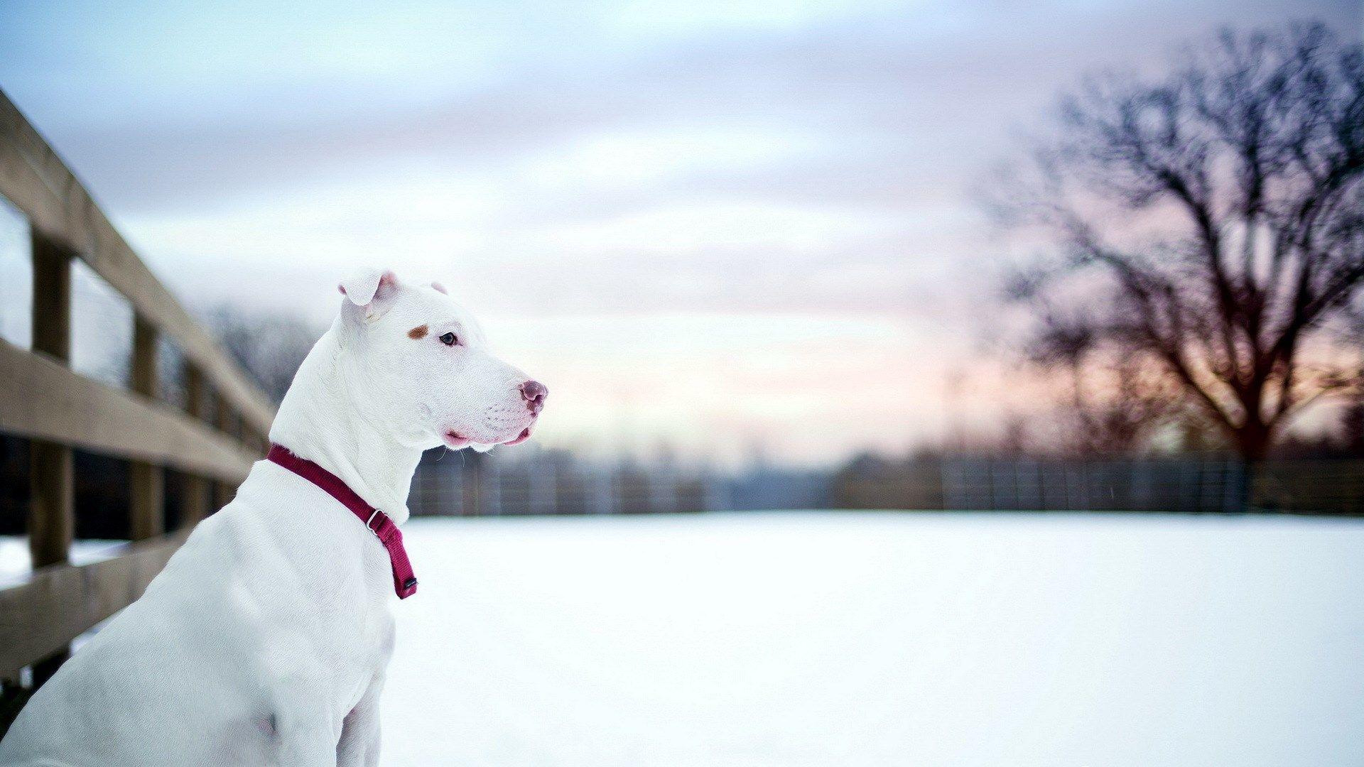 Pit Bull Dog Friend Winter Snow Fence 2K Wallpapers