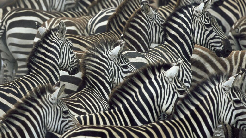 Zebra Wallpapers HD