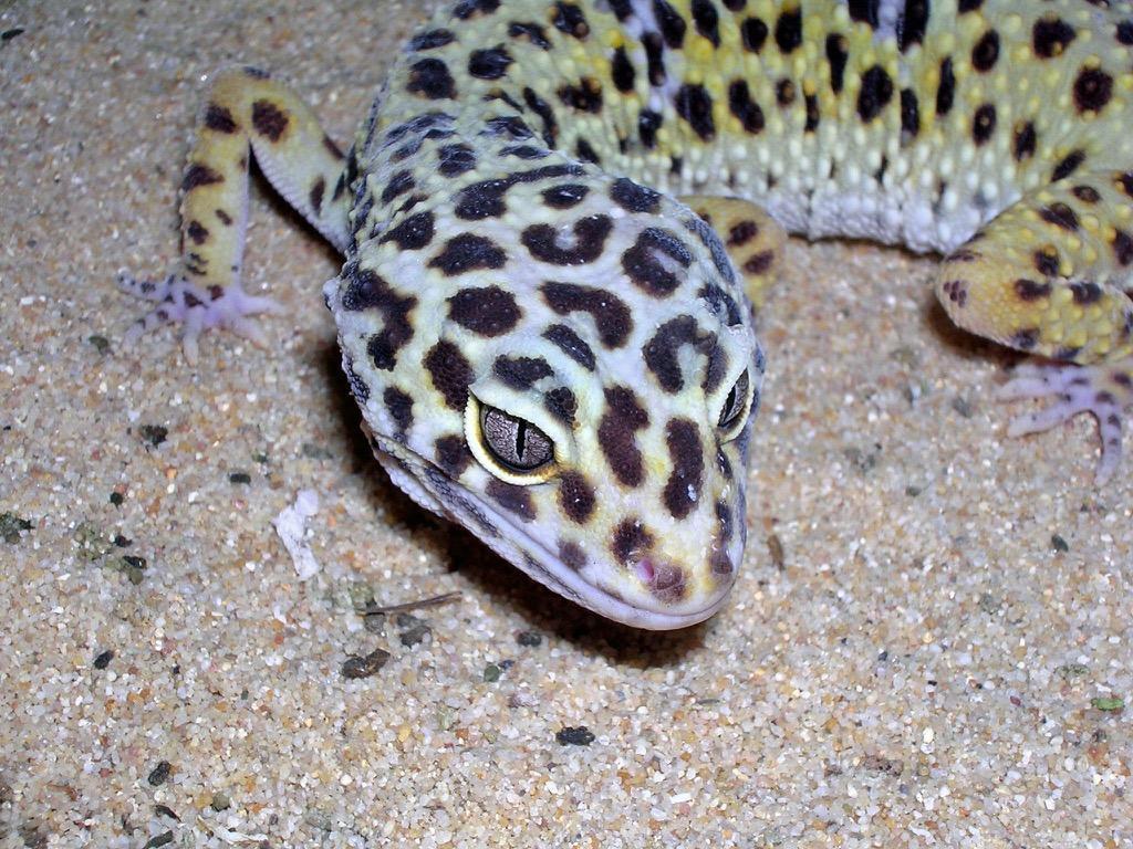 Gecko Wallpapers 2K FREE for Android