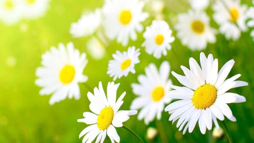 White Daisy Wallpapers