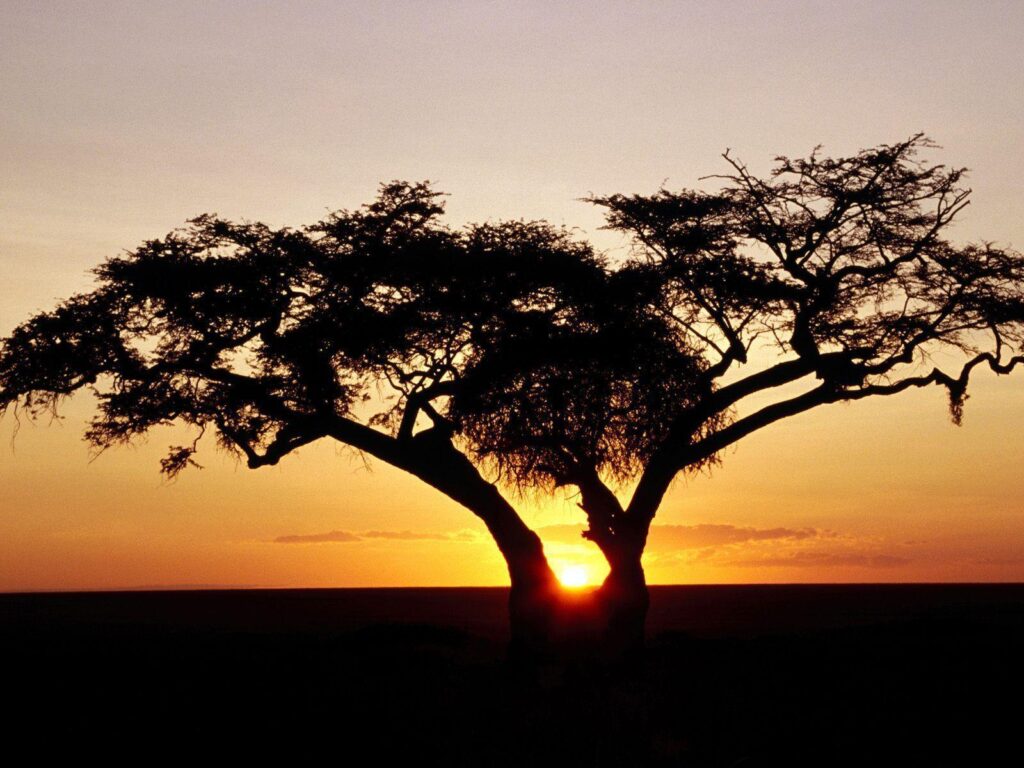 HD Wallpapers » Nature » Safari Sunrise, Africa Free