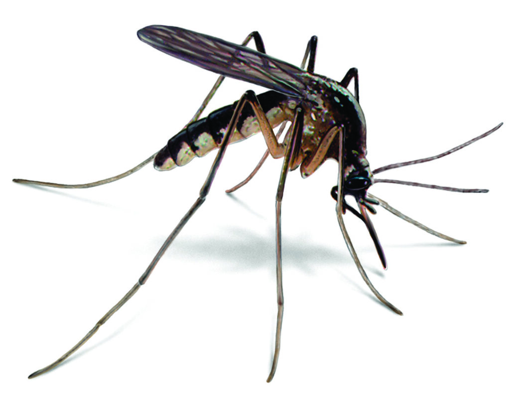 Px Desk 4K Wallpaper of Mosquito