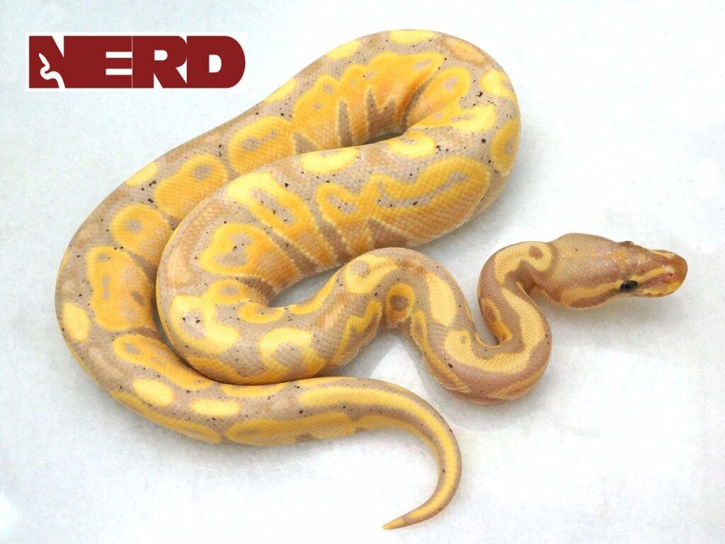 Male Banana Mojave Poss Yellowbelly Ball Python