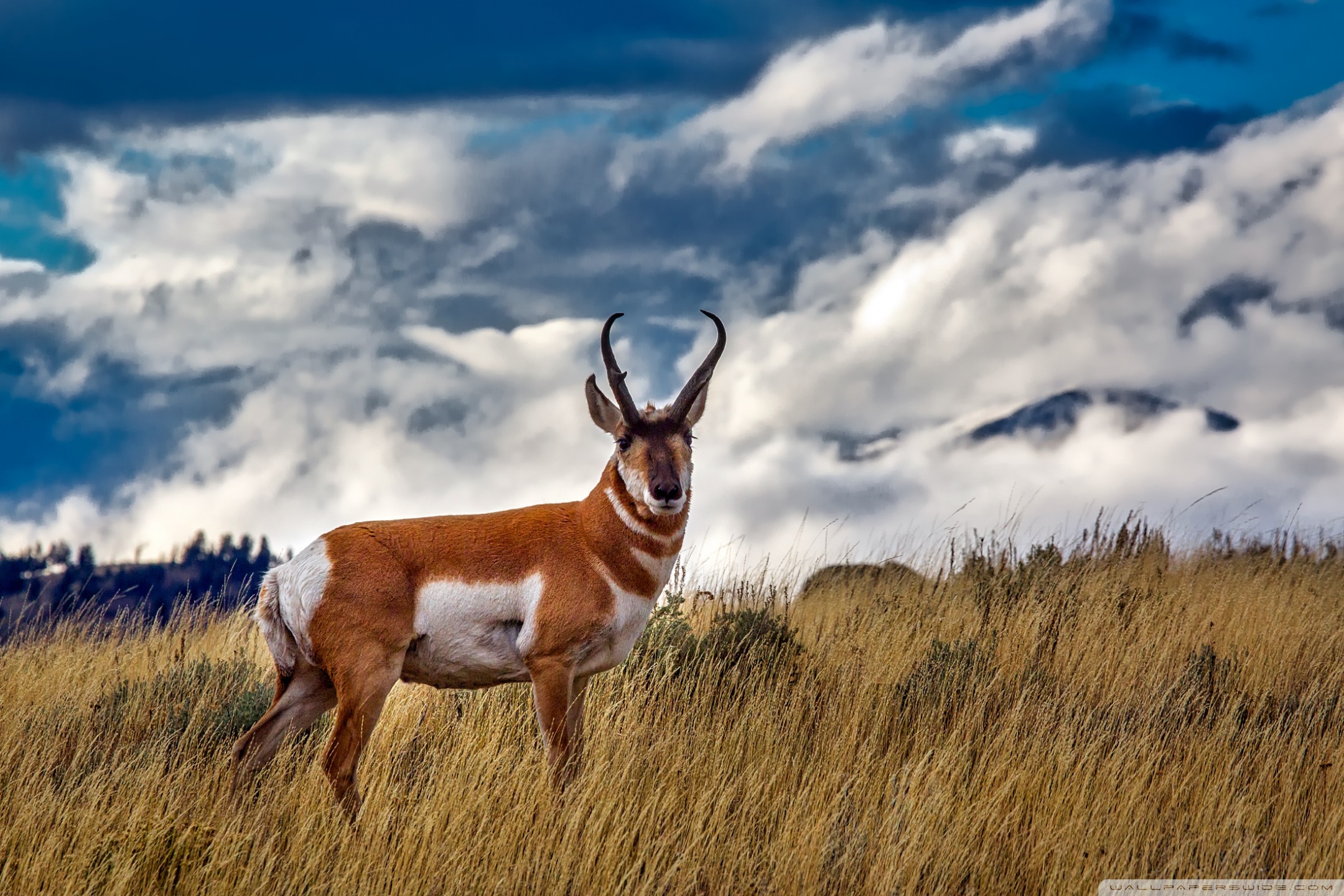 Pronghorn Antelope Ultra 2K Desk 4K Backgrounds Wallpapers for