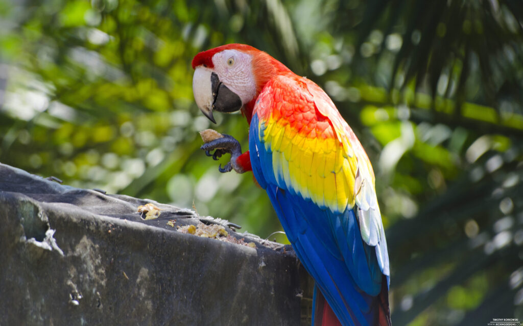 Scarlet Macaw Parrot Ultra 2K Wallpapers Wallpapers