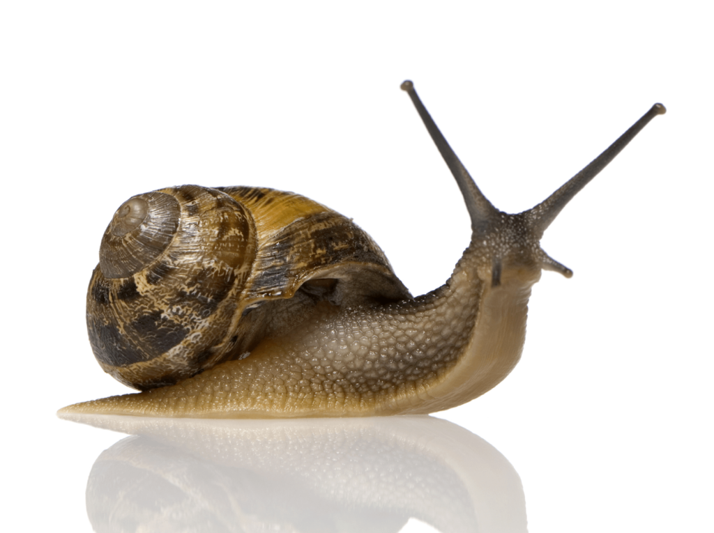 Best Snail Backgrounds on HipWallpapers