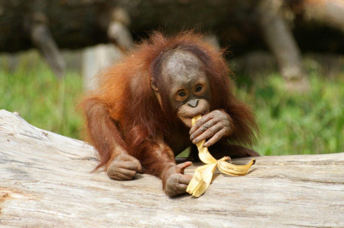 Orangutan Wallpapers Group with items