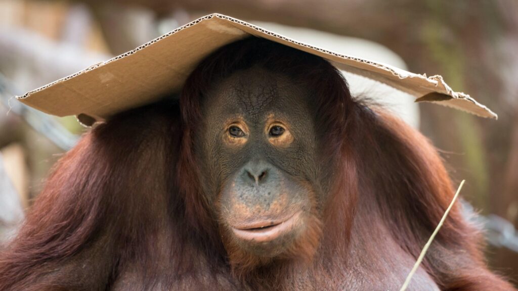 Cute Orangutan