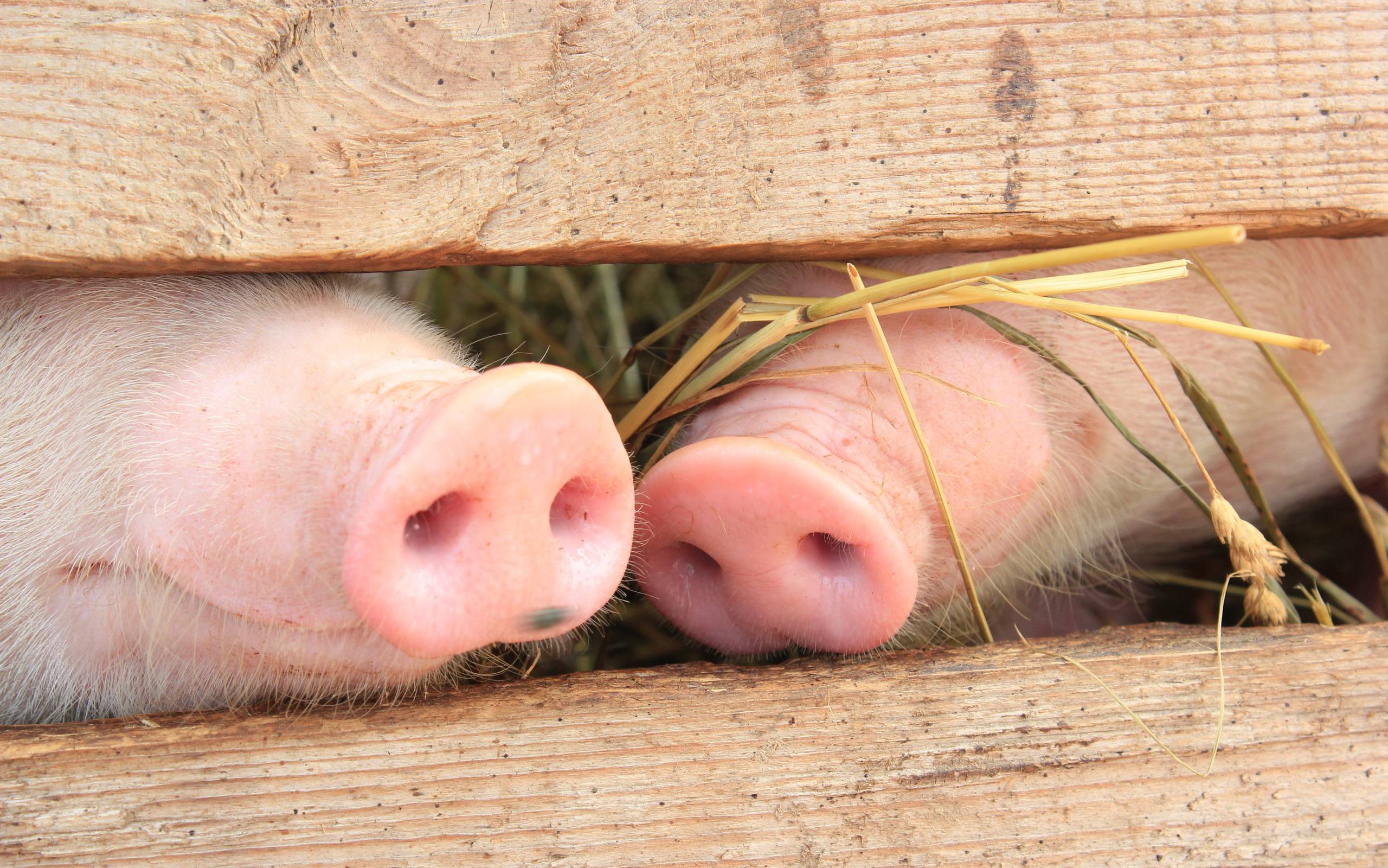 Pig heels wallpapers and Wallpaper