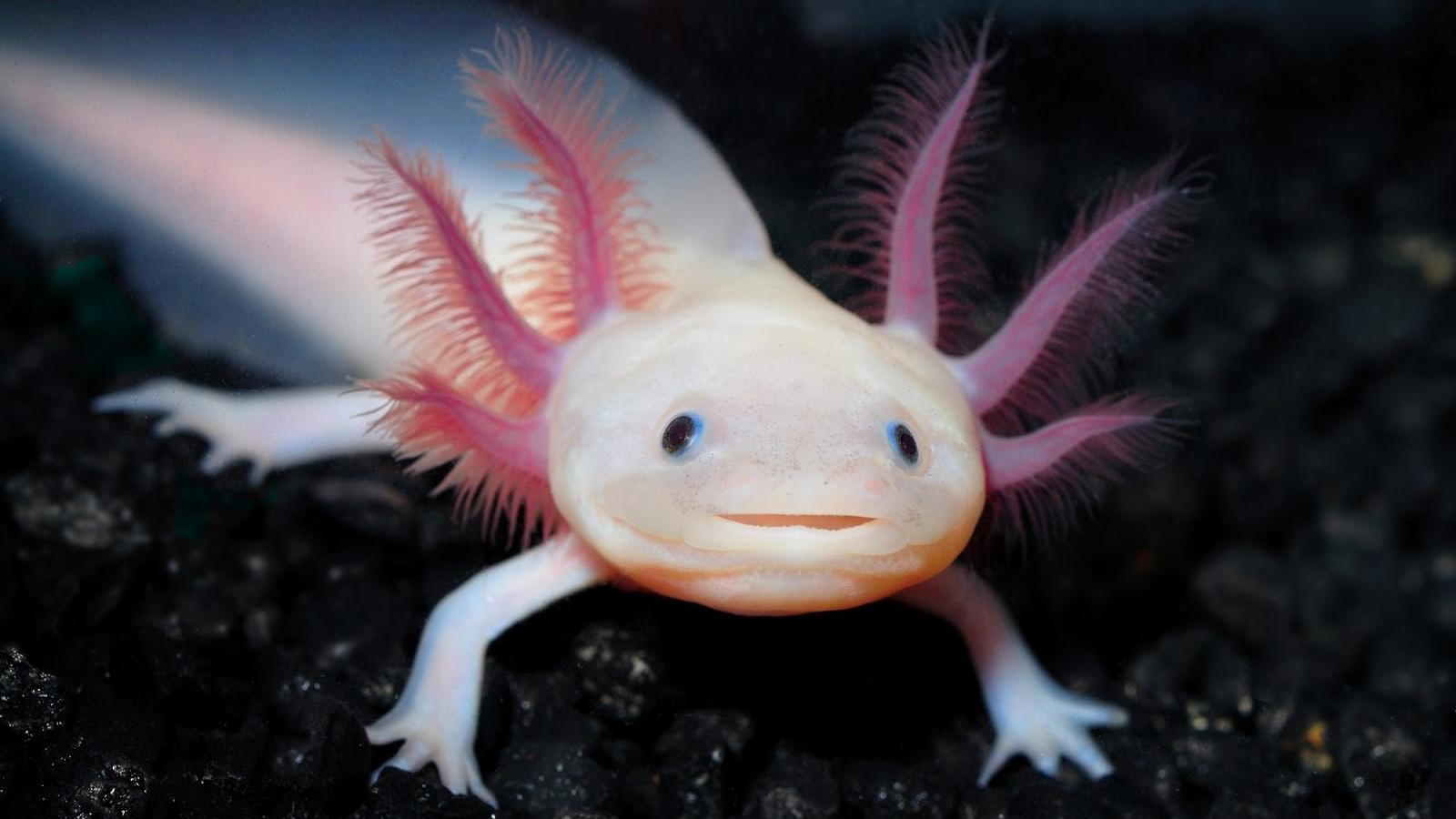 Mexican Salamander Also Known As The Mexican Walking Fish