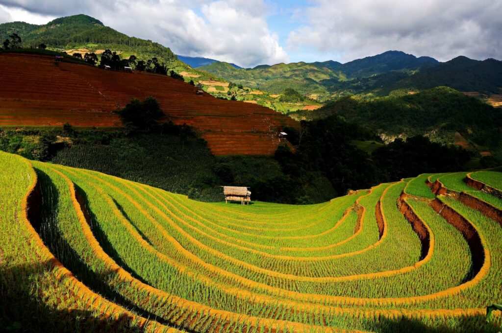 Rice Terraces Vietnam wallpapers – wallpapers free download