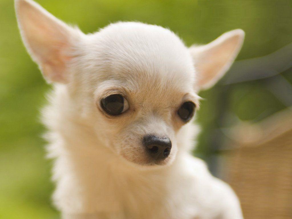 Chihuahua Wallpapers Group