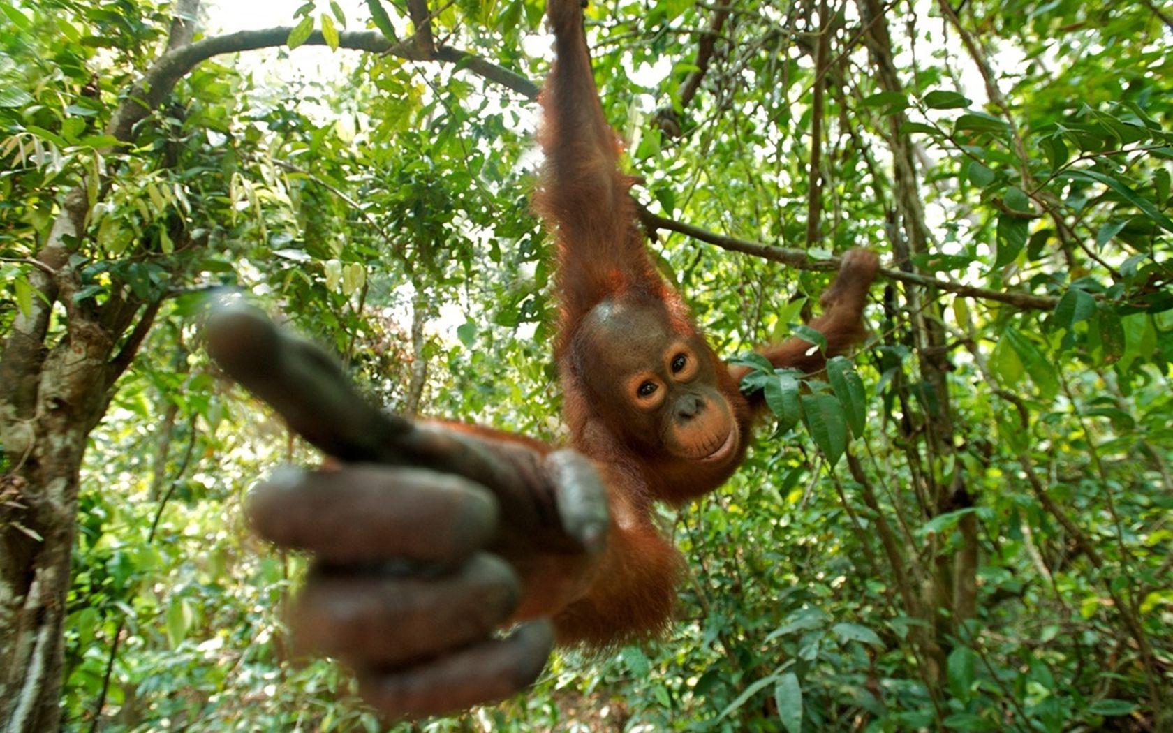 Orangutan Wallpapers and Backgrounds Wallpaper