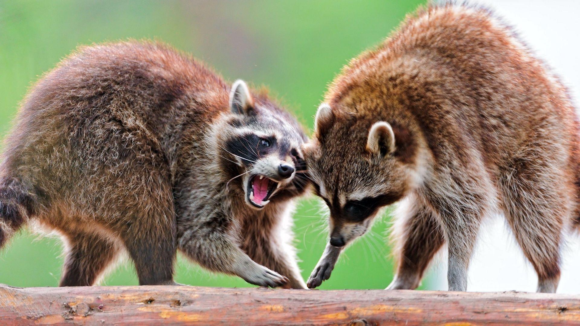 Download wallpapers raccoons, raccoon, couple, fight full