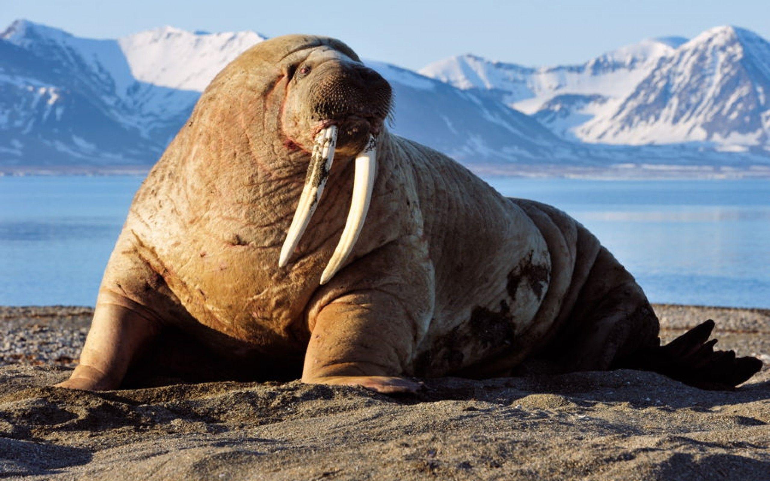 Walrus backgrounds wallpapers