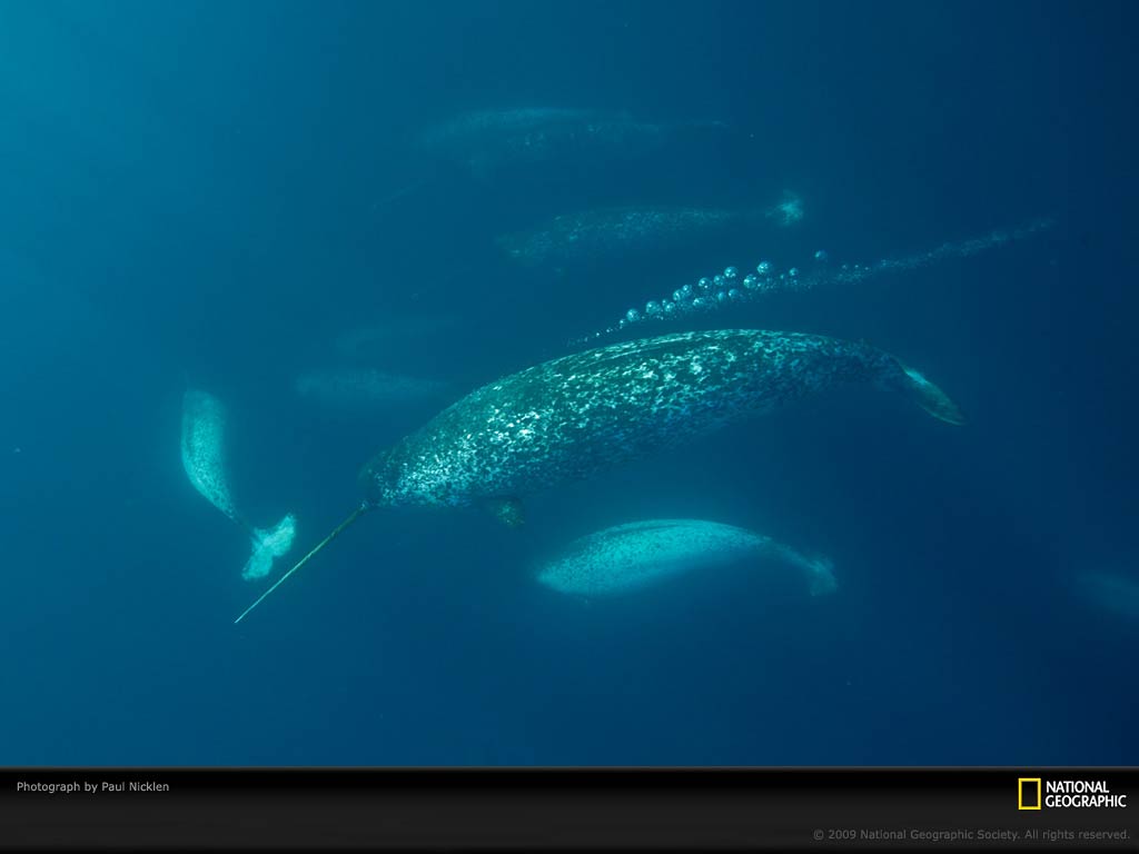 Narwhal Wallpapers