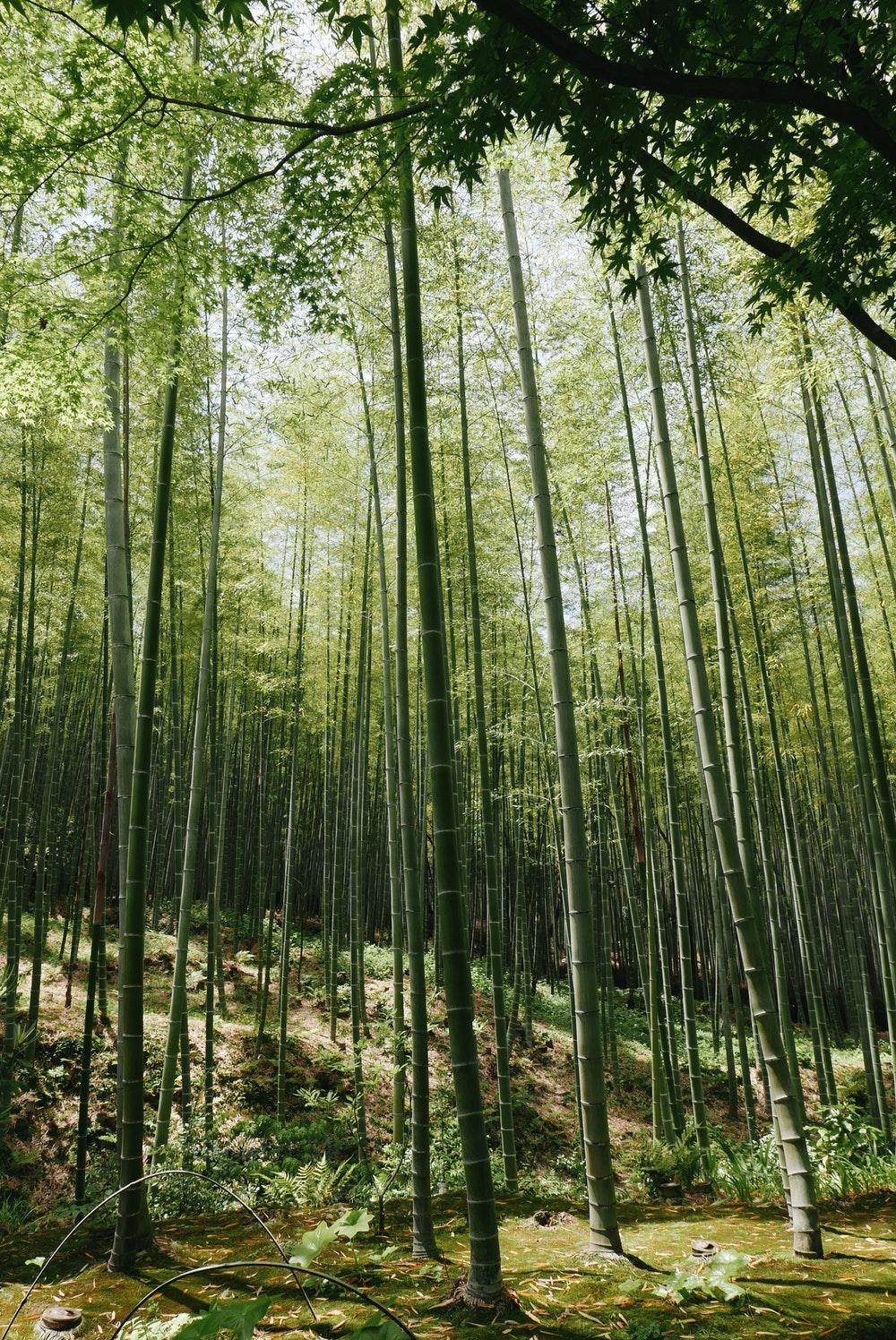Arashiyama Bamboo Forest, Kyoto, Japan Pictures