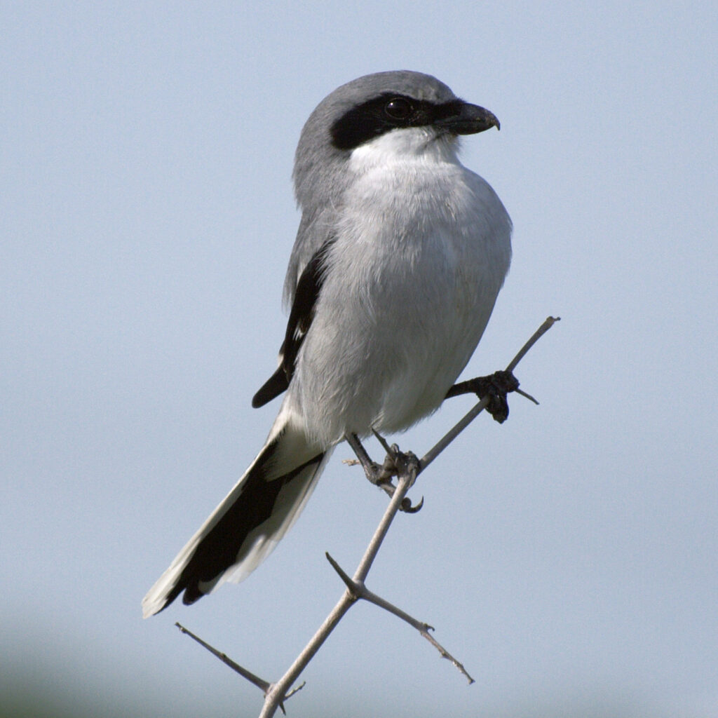 Loggerhead Shrike photos and wallpapers Collection of the