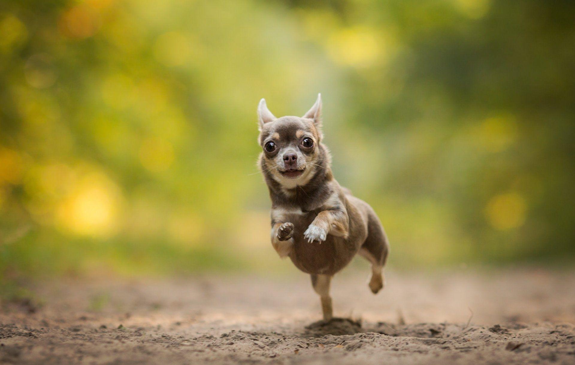 Free Chihuahua Wallpapers for Desktop