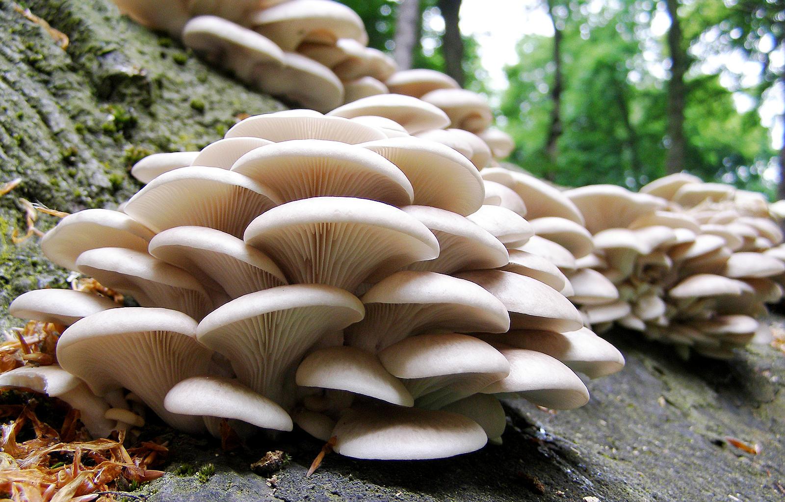 Px KB Mushrooms
