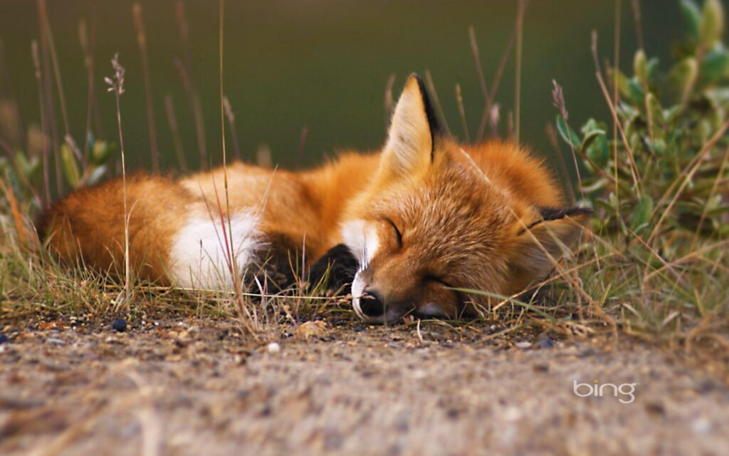 Wallpapers For – Baby Red Fox Wallpapers