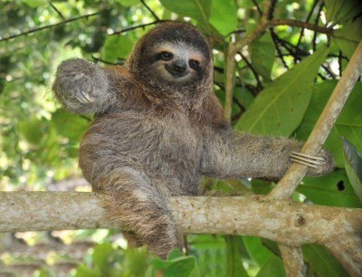 Wallpaper For – Sloth Baby Wallpapers