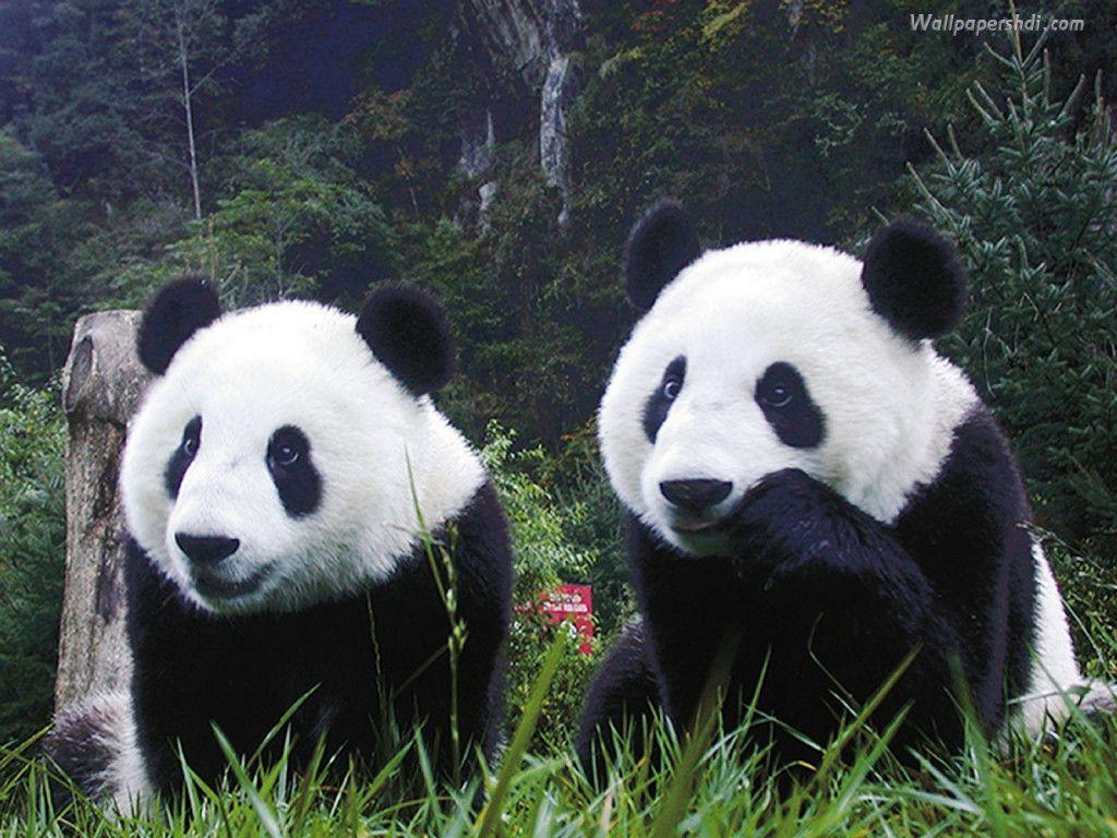 Panda bear wallpapers