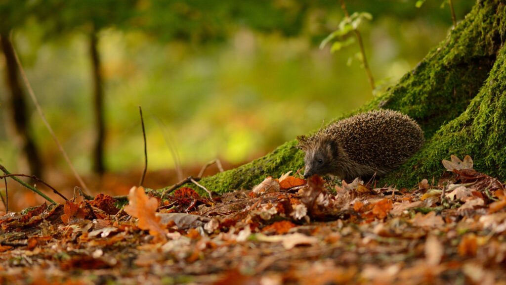K Hedgehogs Wallpapers High Quality