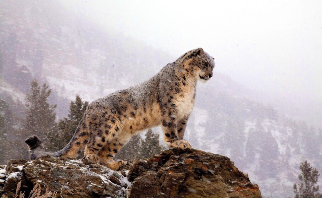 Snow Leopard 2K Wallpapers