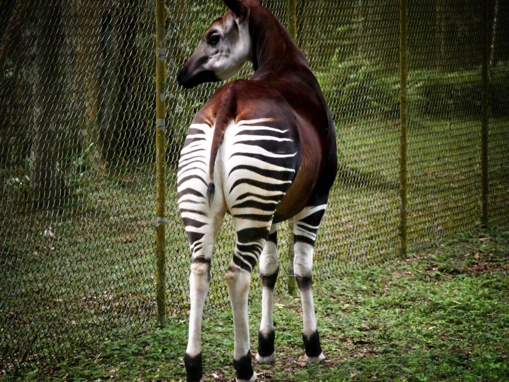 Okapi wallpapers