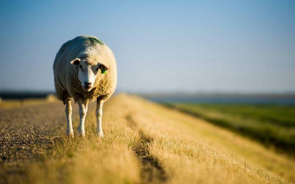 Sheep Wallpapers, Wallpaper, Photos, Pictures & Pics