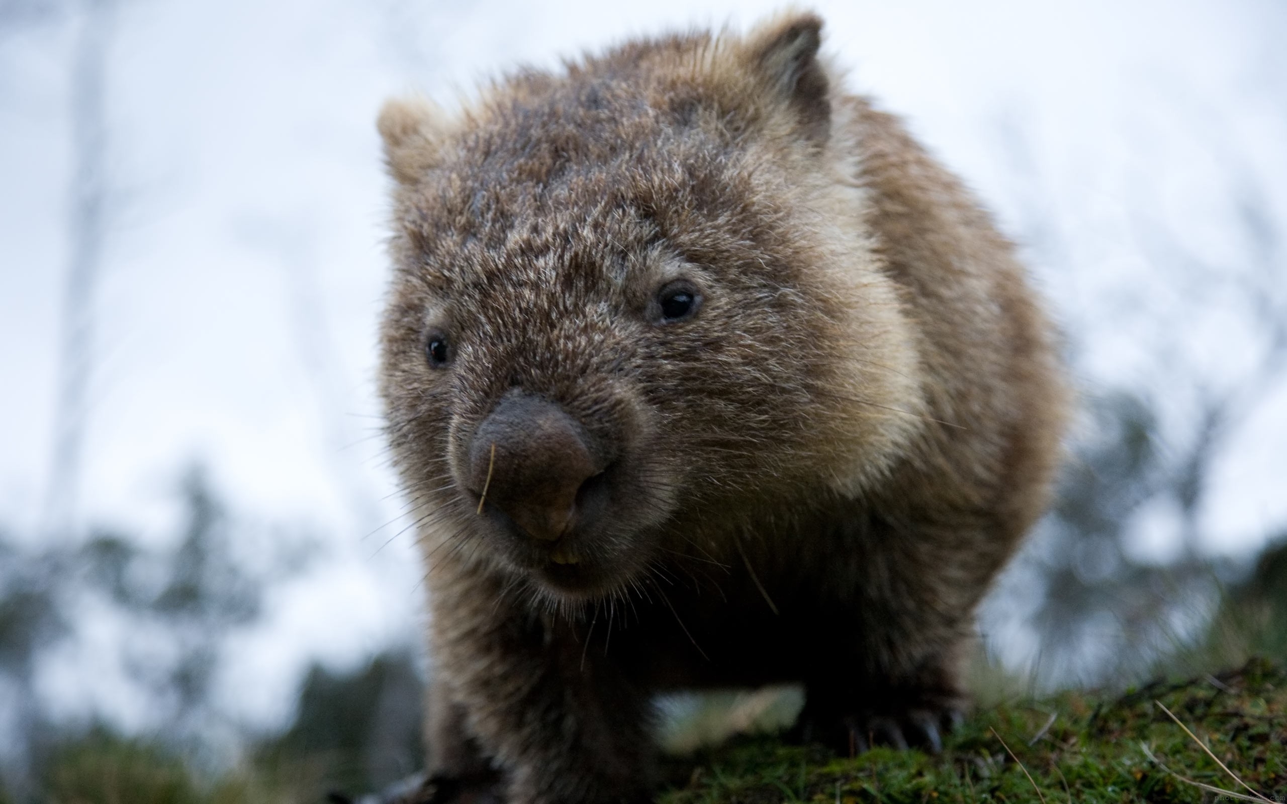Interesting Wombat HDQ Wallpaper Collection, HDQ Cover Wallpapers