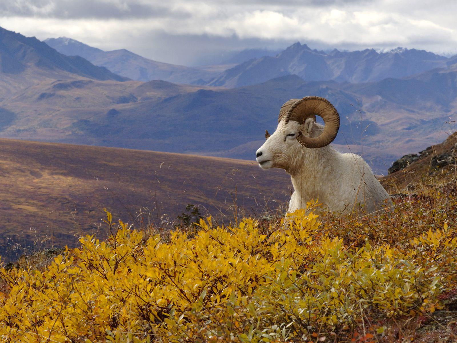 Denali National Park Pictures  – Full HD