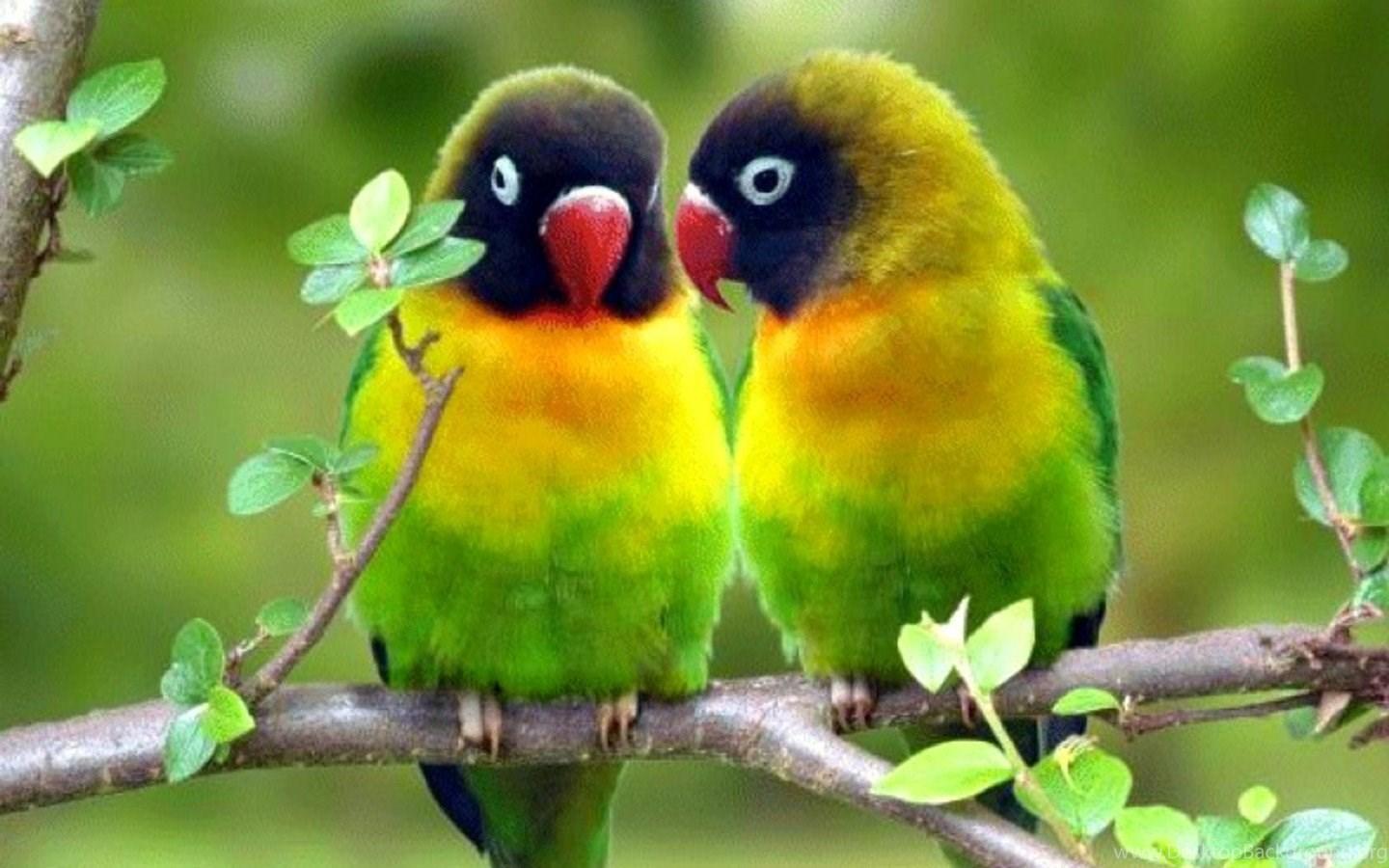 Parrot Wallpapers Desk 4K Backgrounds