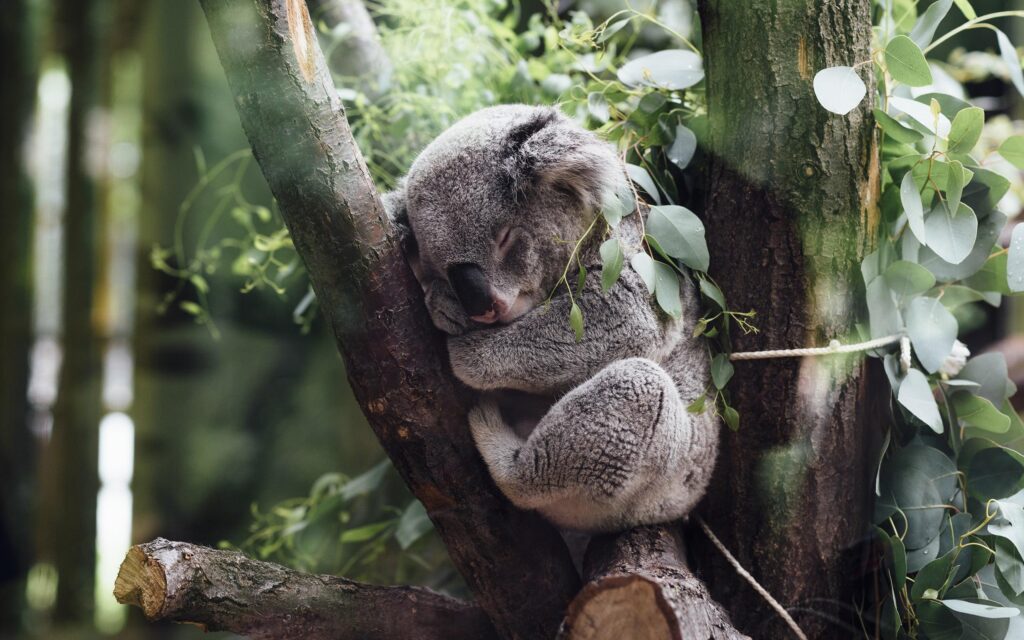 Gray koala, animals, koalas 2K wallpapers