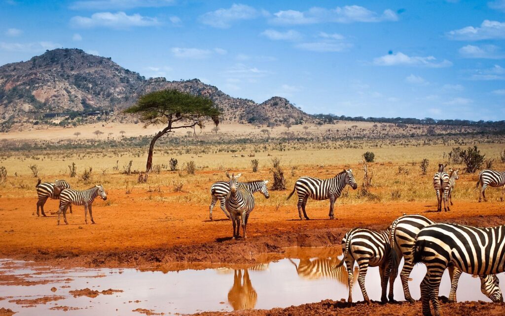 The Best Safari Booking in Kenya wallpapers