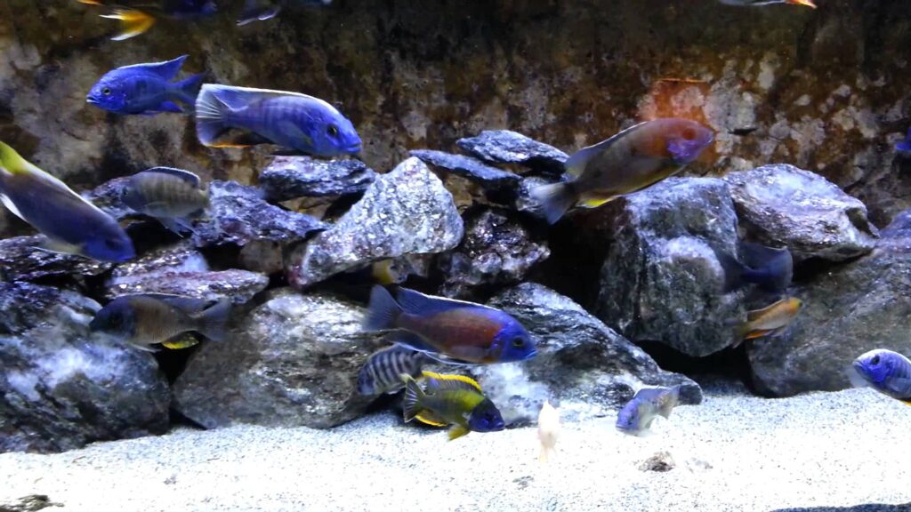 Back in the show tank Lake Malawi cichlids