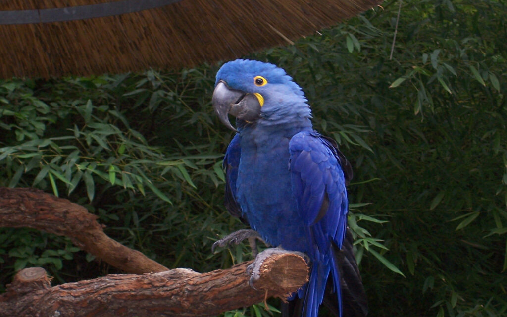 Hyacinth Macaw Parrots Desk 4K Wallpapers 2K Wallpapers