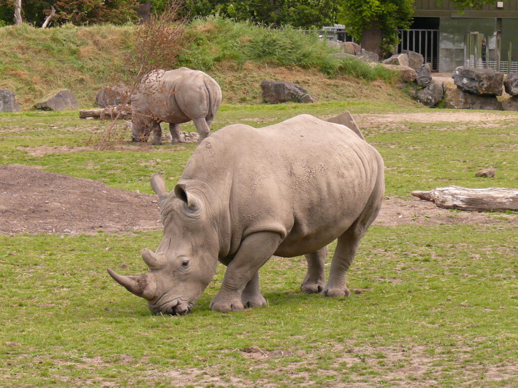 Rhino Zoo wallpapers